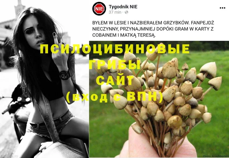 как найти   Вихоревка  Псилоцибиновые грибы MAGIC MUSHROOMS 